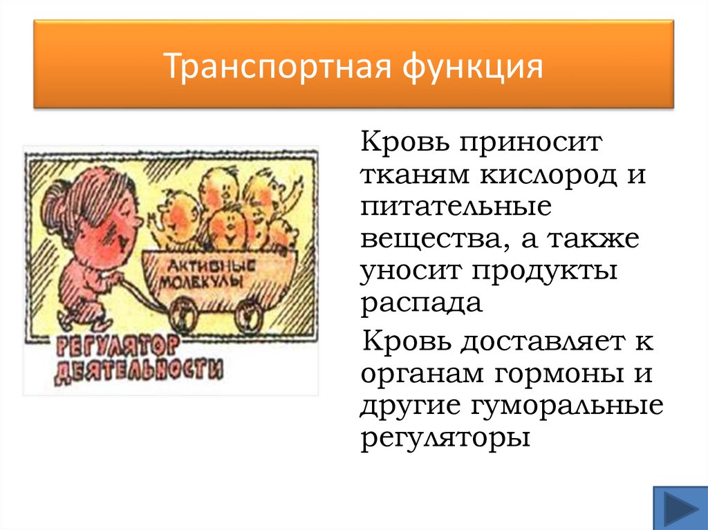 Транспортная функция