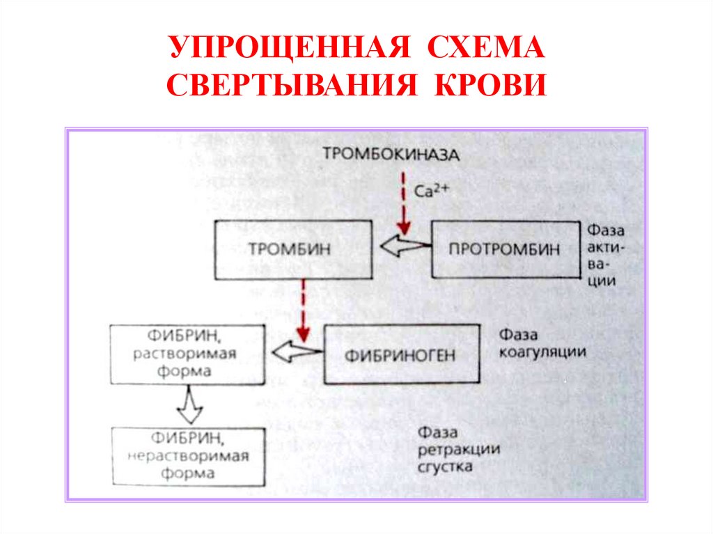 УПРОЩЕННАЯ СХЕМА СВЕРТЫВАНИЯ КРОВИ