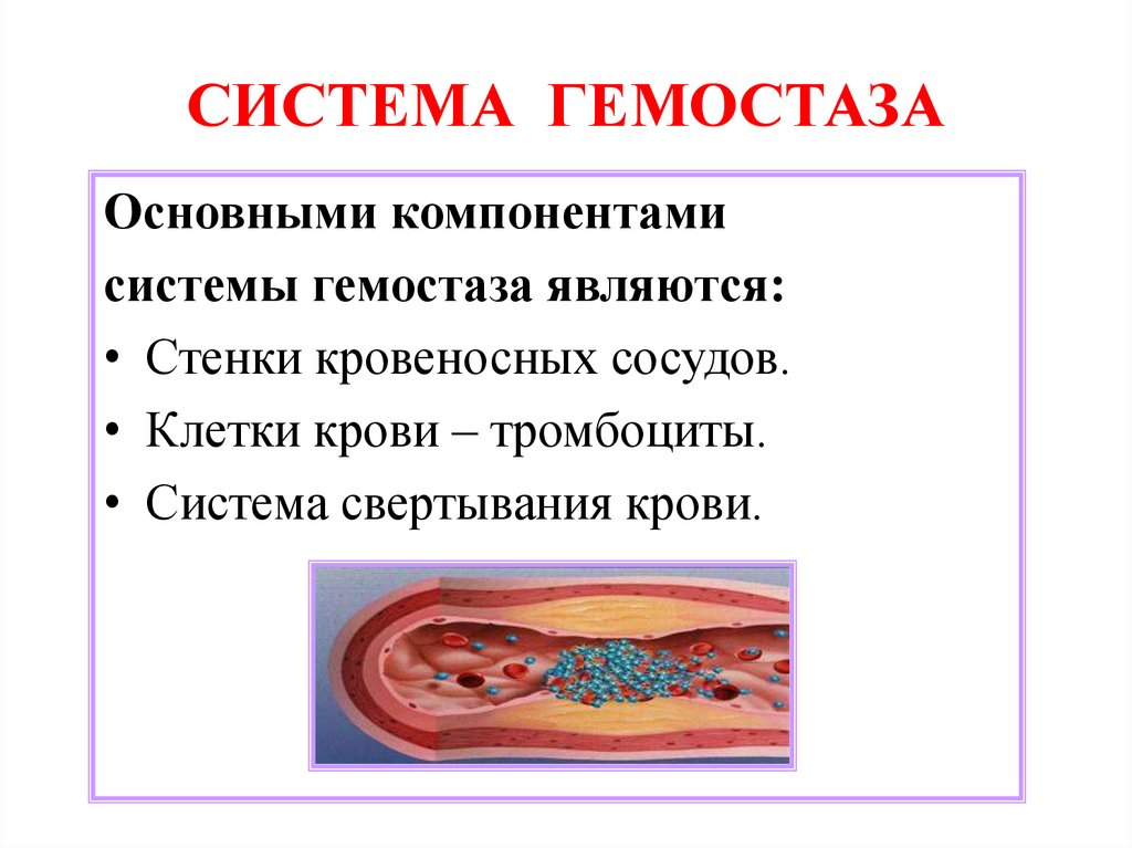 СИСТЕМА ГЕМОСТАЗА