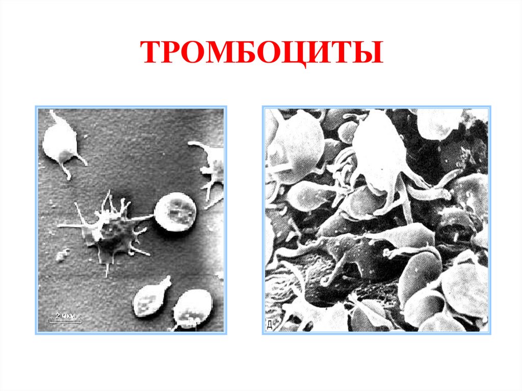 ТРОМБОЦИТЫ
