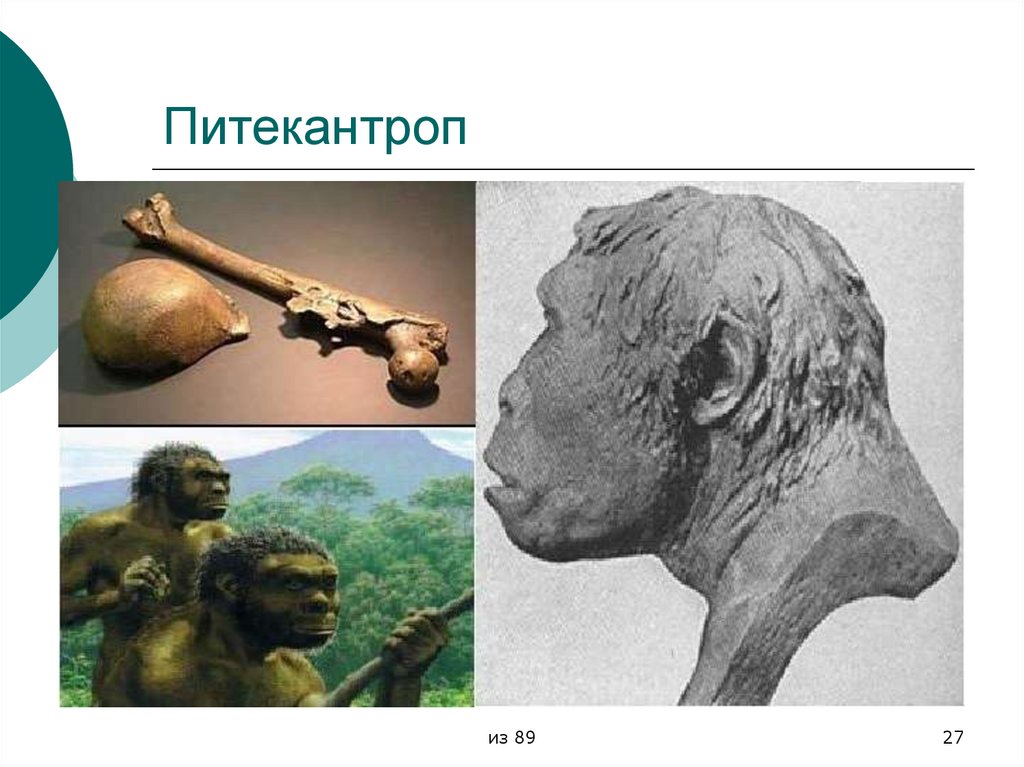 Питекантроп