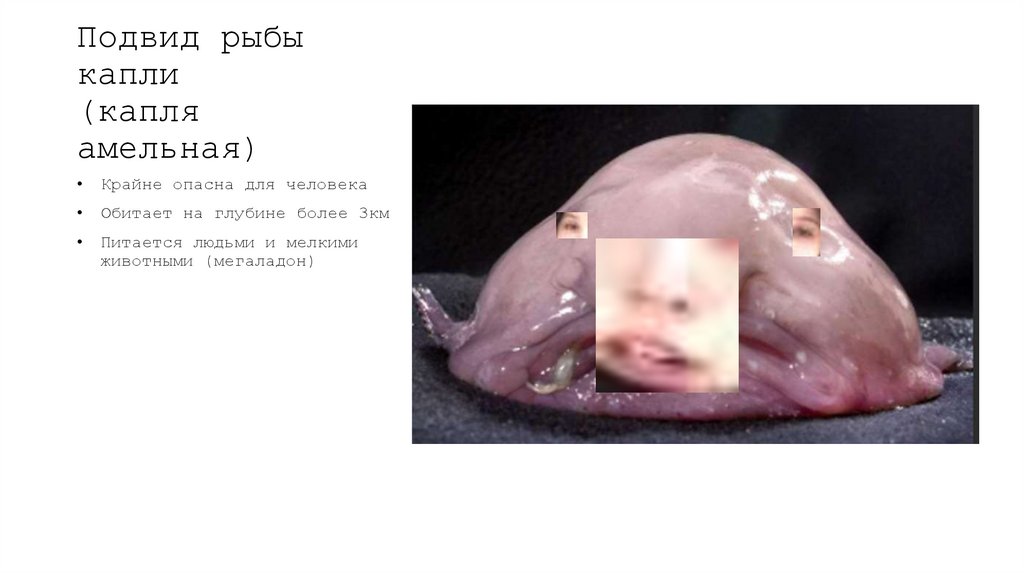 Подвид рыбы капли (капля амельная)