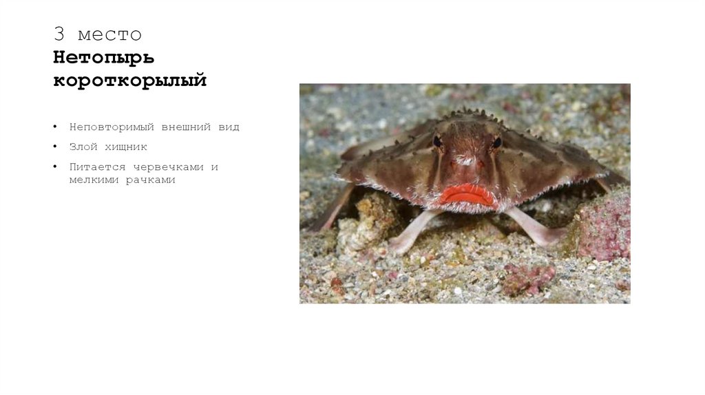 3 место Нетопырь короткорылый