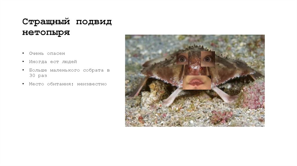 Стращный подвид нетопыря