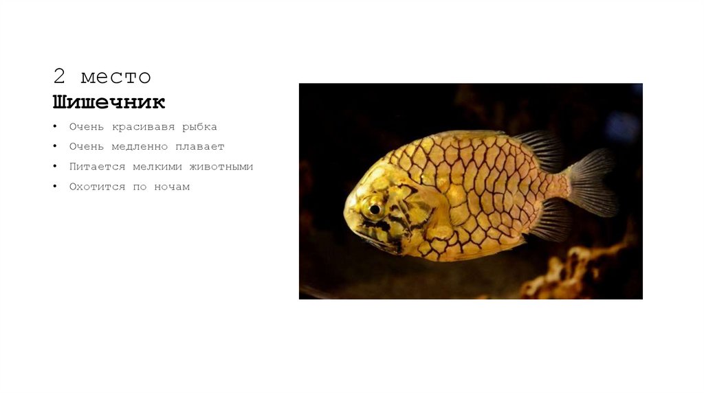 2 место Шишечник