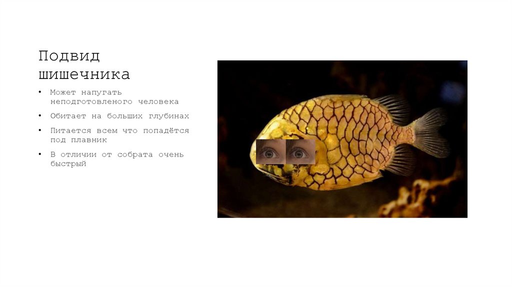 Подвид шишечника