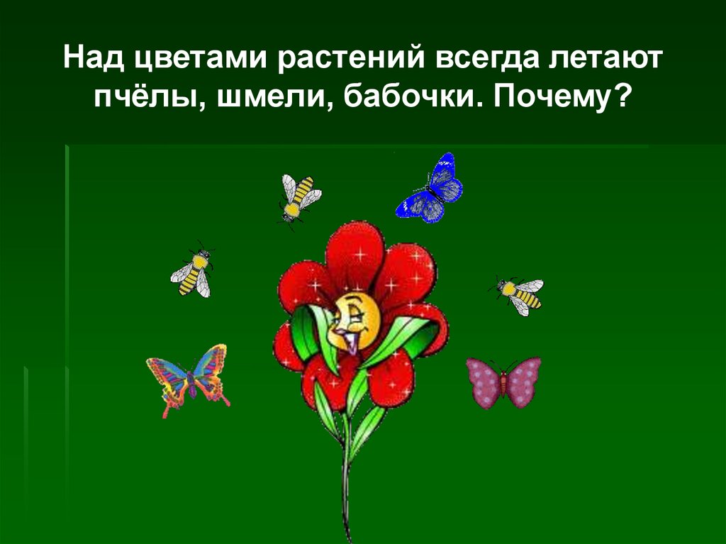 Над цветами растений всегда летают пчёлы, шмели, бабочки. Почему?