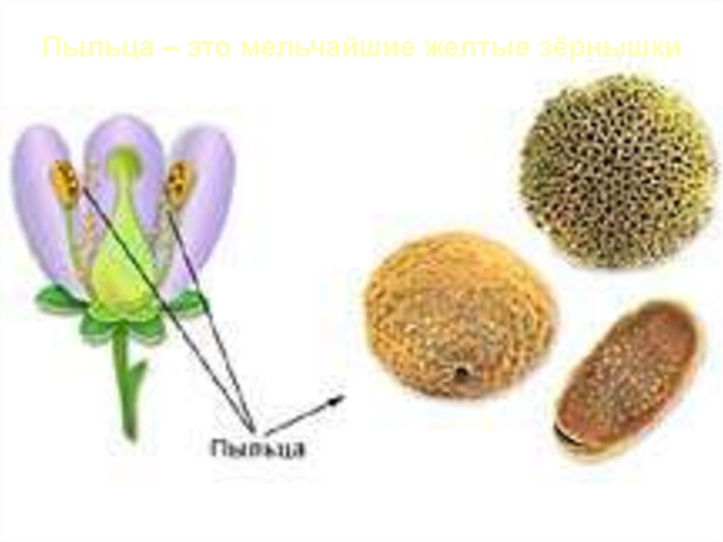 Пыльца – это мельчайшие желтые зёрнышки