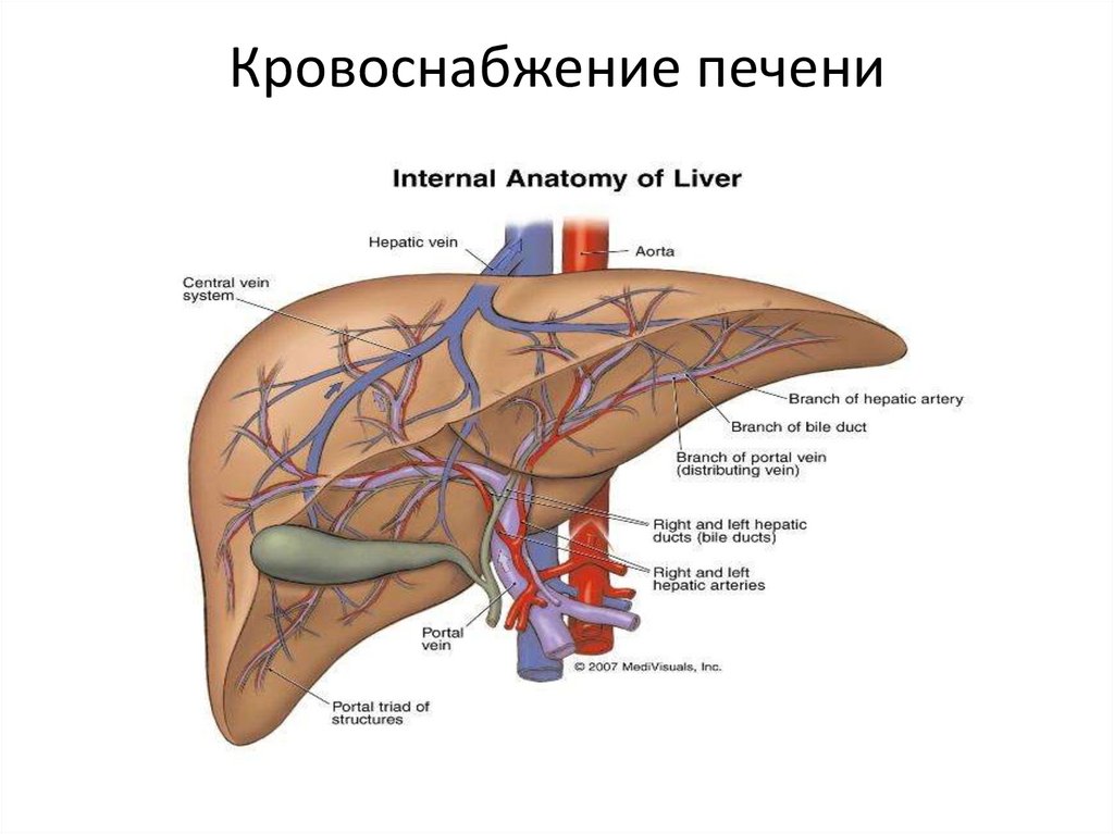 Кровоснабжение печени