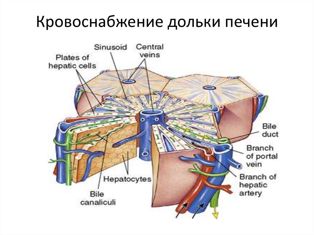 Кровоснабжение дольки печени