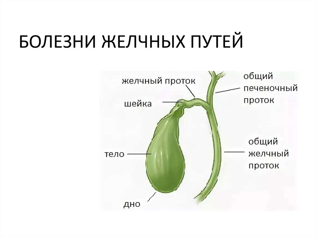БОЛЕЗНИ ЖЕЛЧНЫХ ПУТЕЙ