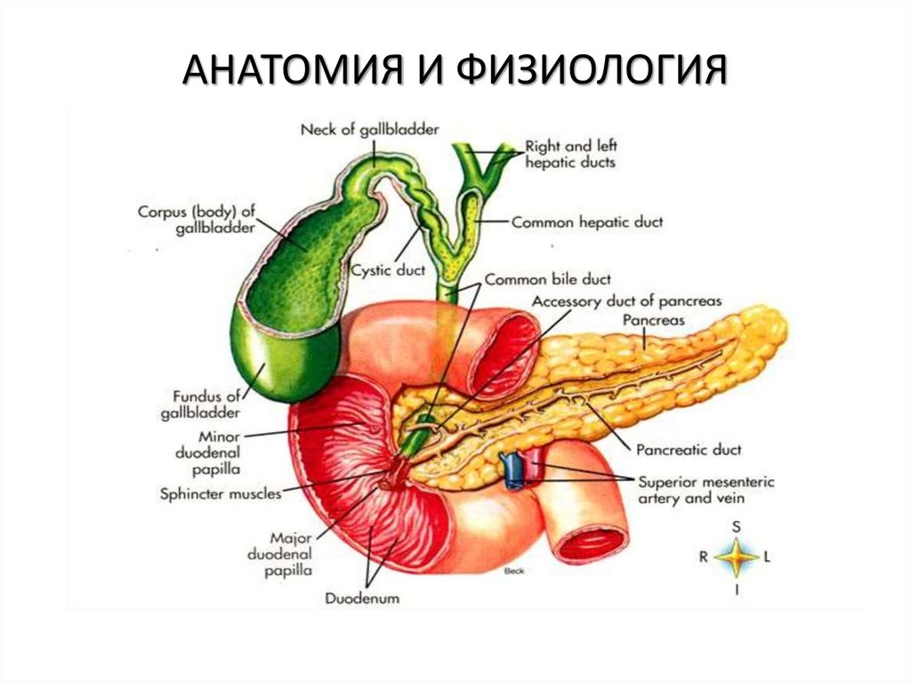 АНАТОМИЯ И ФИЗИОЛОГИЯ