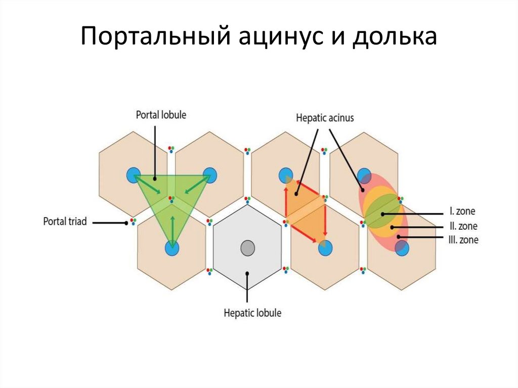 Портальный ацинус и долька