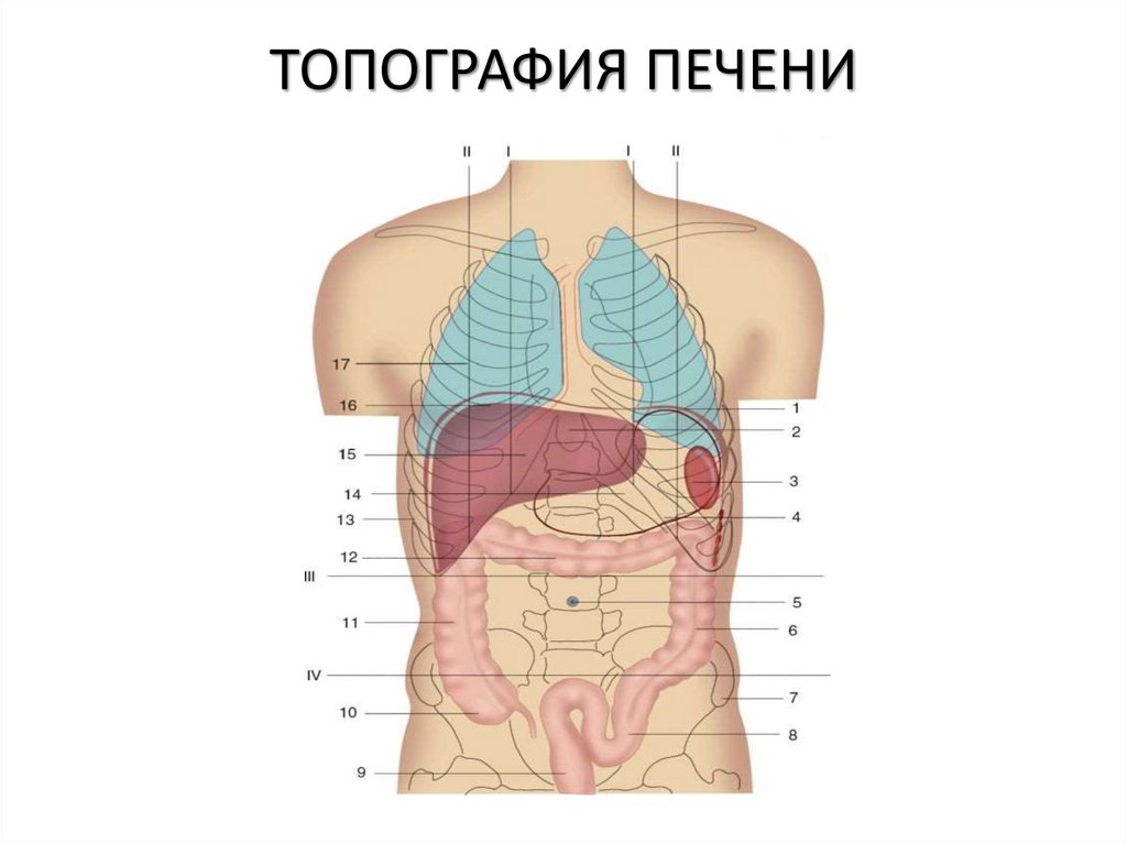 ТОПОГРАФИЯ ПЕЧЕНИ