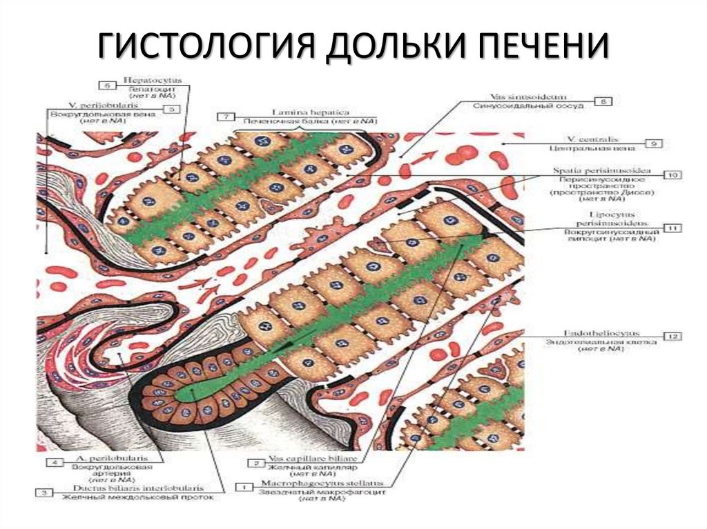 ГИСТОЛОГИЯ ДОЛЬКИ ПЕЧЕНИ