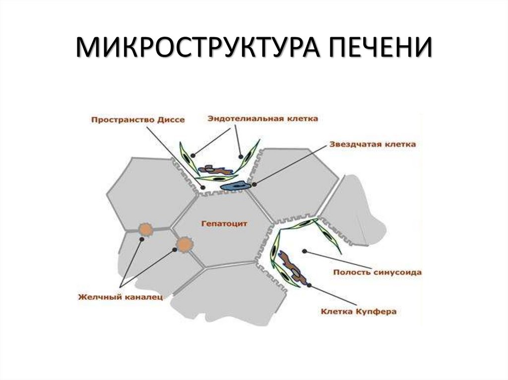 МИКРОСТРУКТУРА ПЕЧЕНИ