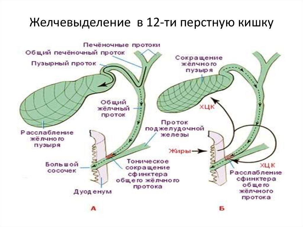 Желчевыделение в 12-ти перстную кишку
