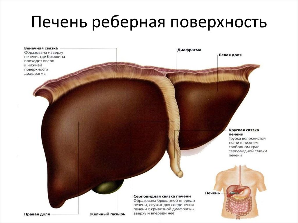 Печень реберная поверхность