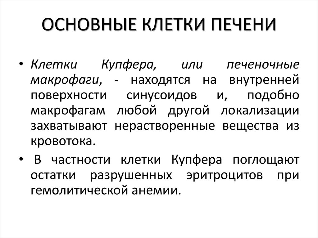 ОСНОВНЫЕ КЛЕТКИ ПЕЧЕНИ