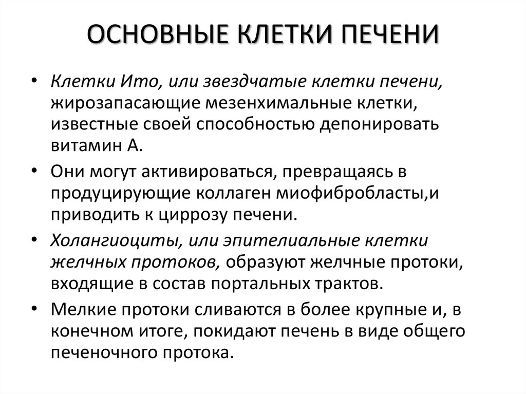 ОСНОВНЫЕ КЛЕТКИ ПЕЧЕНИ