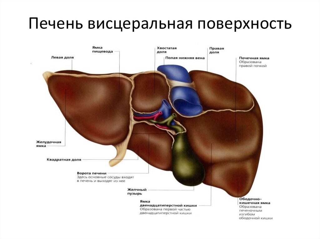 Печень висцеральная поверхность