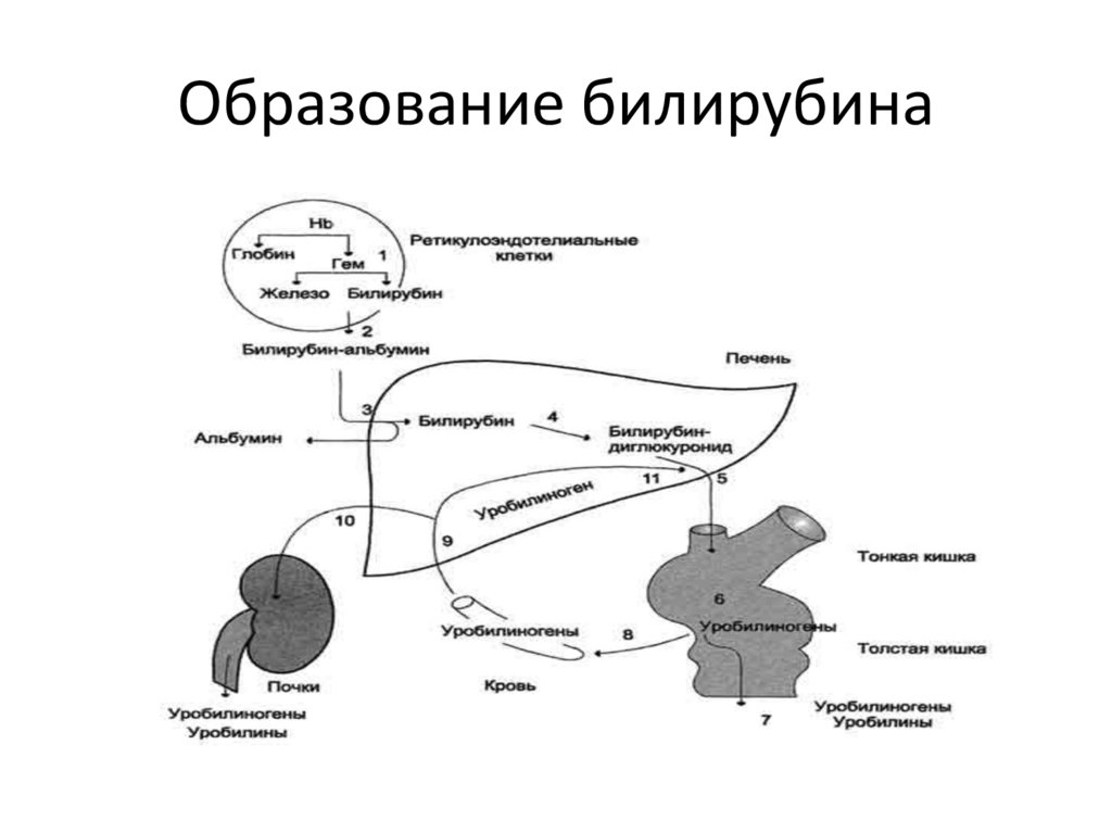 Образование билирубина