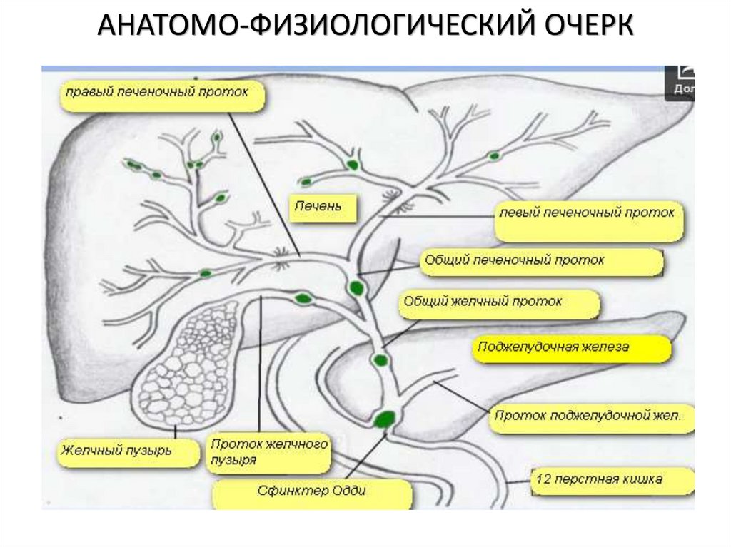АНАТОМО-ФИЗИОЛОГИЧЕСКИЙ ОЧЕРК