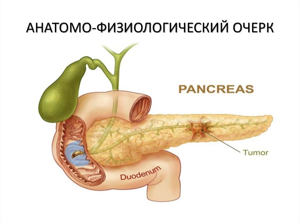 АНАТОМО-ФИЗИОЛОГИЧЕСКИЙ ОЧЕРК