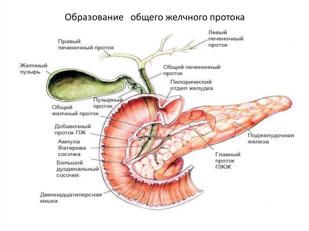 Образование общего желчного протока