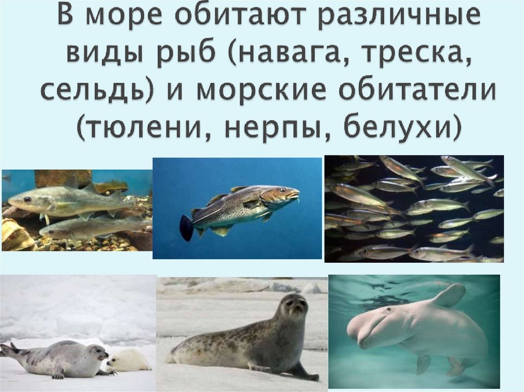 В море обитают различные виды рыб (навага, треска, сельдь) и морские обитатели (тюлени, нерпы, белухи)