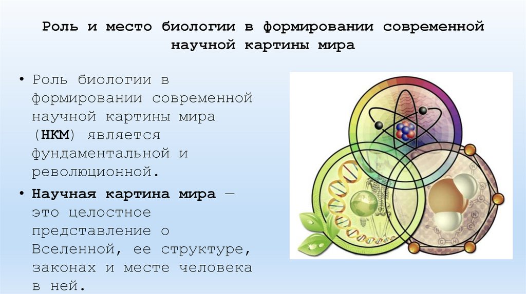 Роль и место биологии в формировании современной научной картины мира