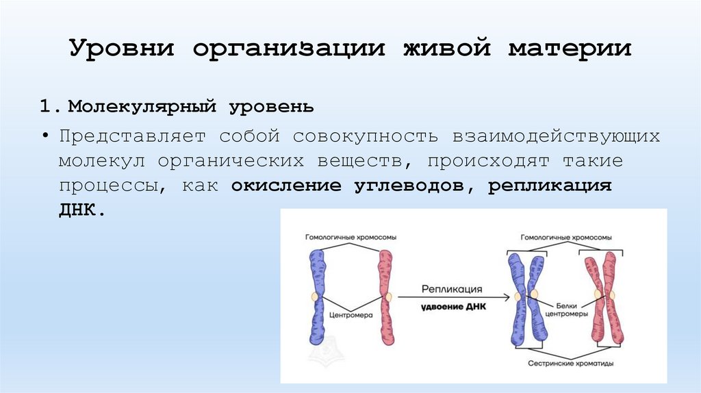 Уровни организации живой материи