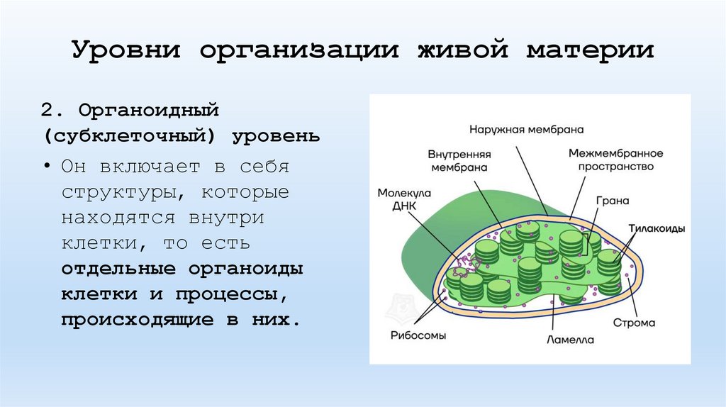 Уровни организации живой материи