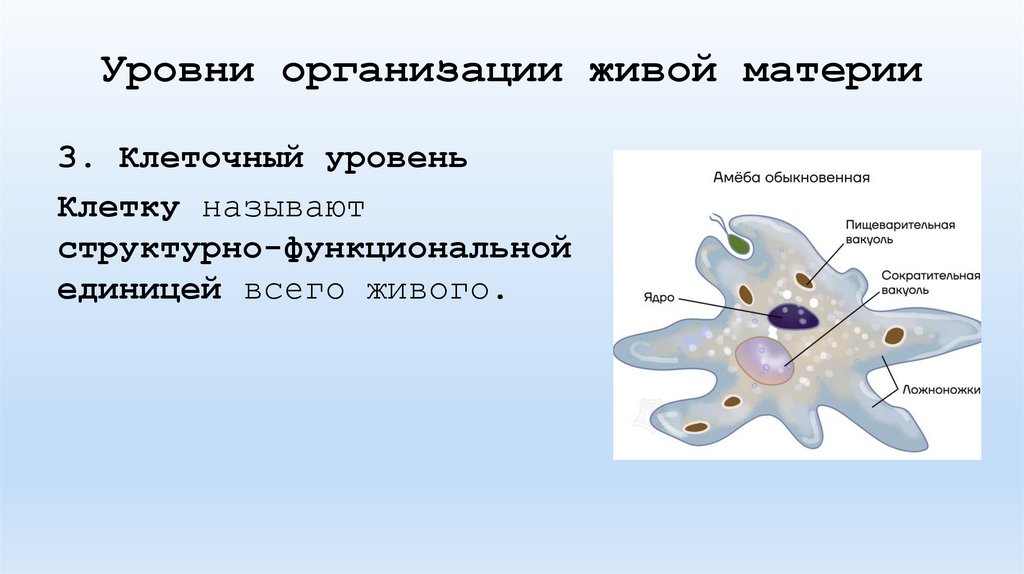 Уровни организации живой материи