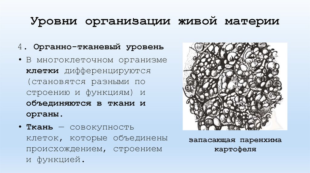 Уровни организации живой материи