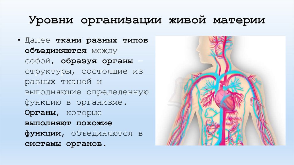 Уровни организации живой материи