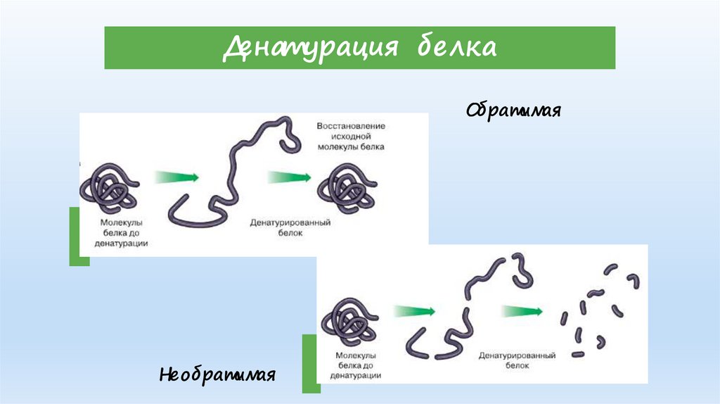 Денатурация белка