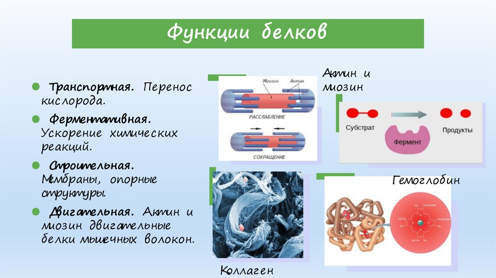 Функции белков