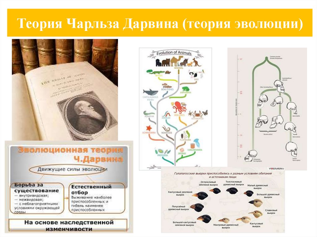 Теория Чарльза Дарвина (теория эволюции)