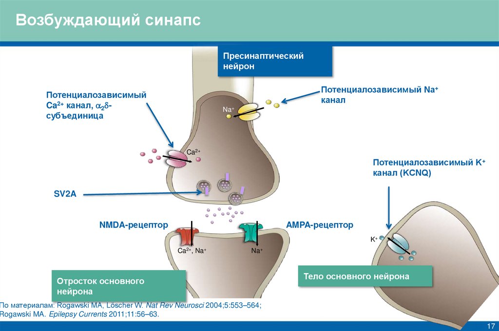 Возбуждающий синапс