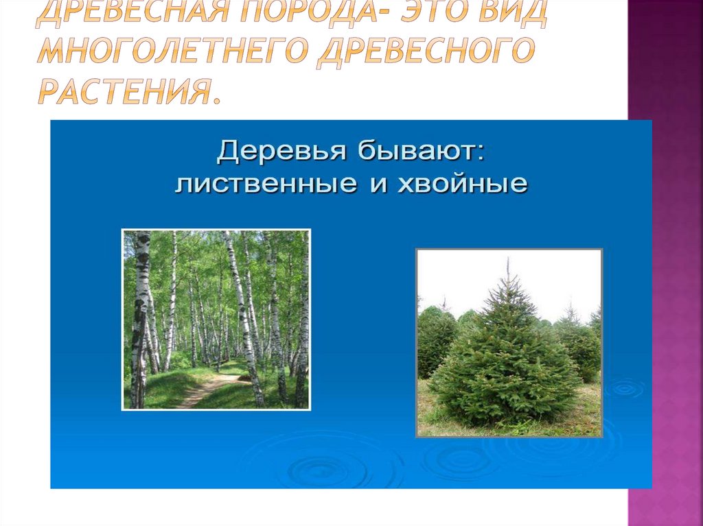 Древесная порода- это вид многолетнего древесного растения.