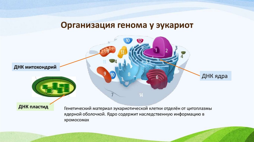 Организация генома у эукариот