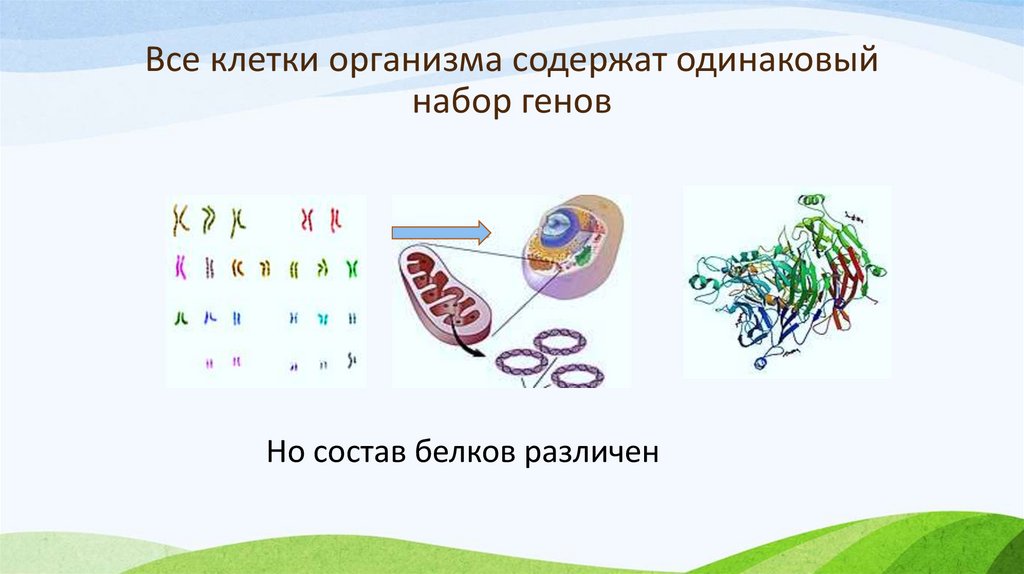 Все клетки организма содержат одинаковый набор генов