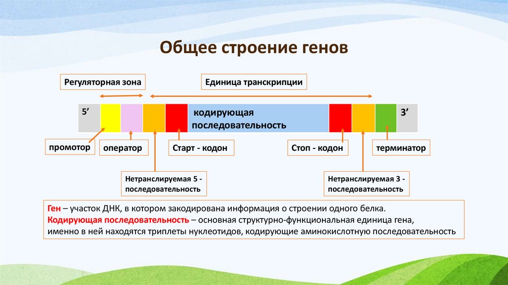 Общее строение генов