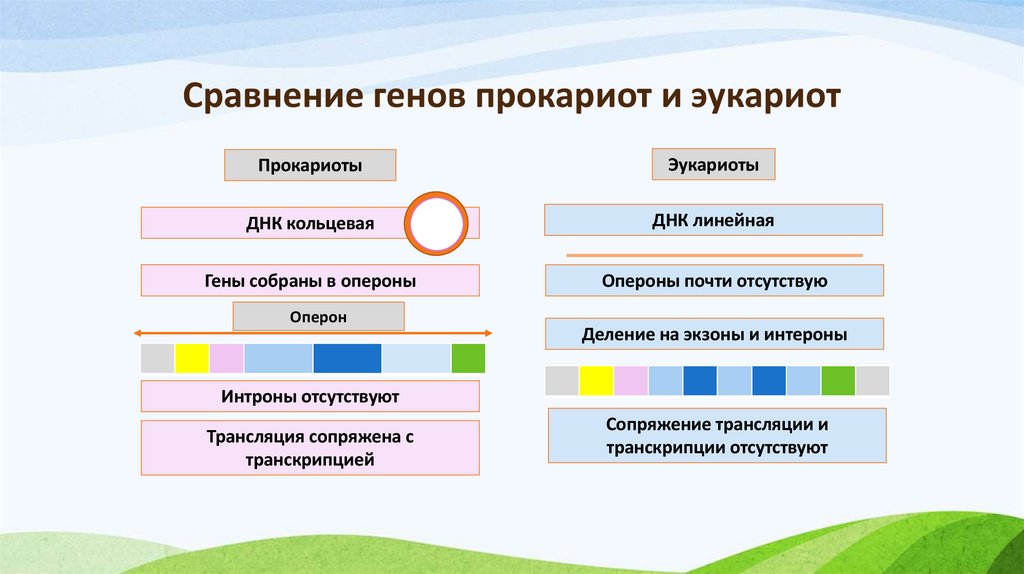 Сравнение генов прокариот и эукариот