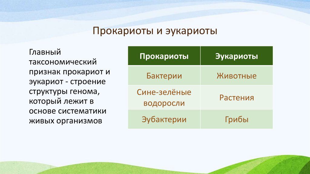 Прокариоты и эукариоты