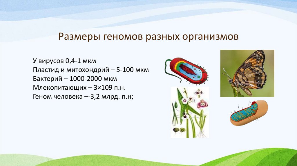 Размеры геномов разных организмов