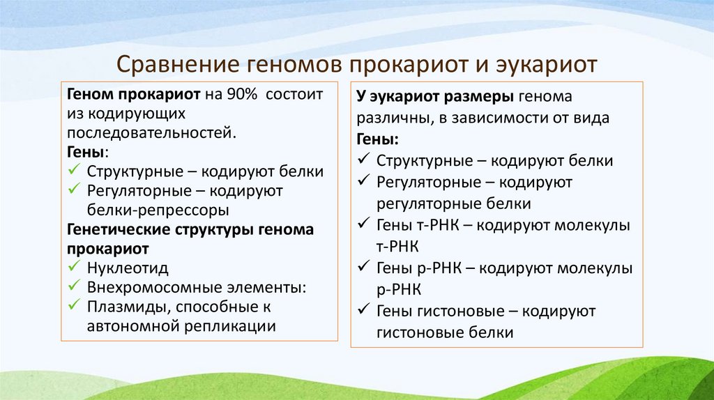 Сравнение геномов прокариот и эукариот
