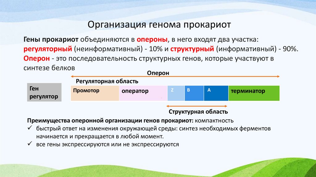 Организация генома прокариот