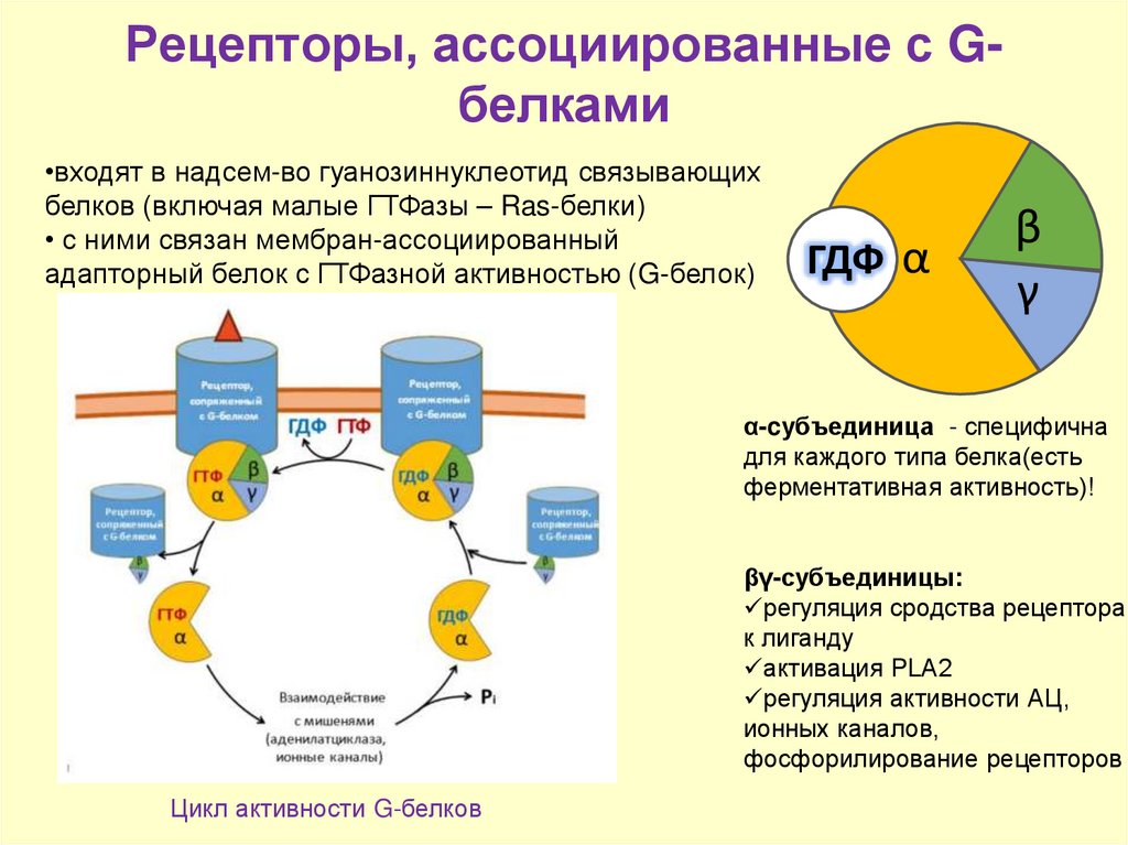Рецепторы, ассоциированные с G-белками
